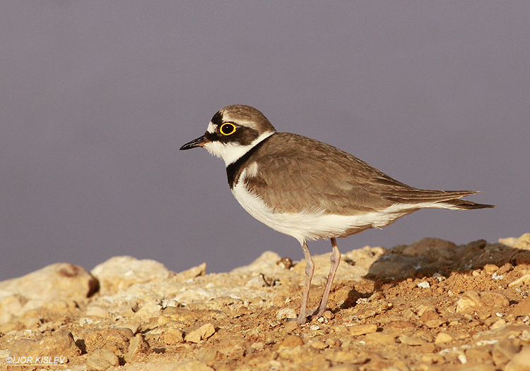 Little Ringed Plover  Charadrius dubius   salt ponds ,Kibbutz Samar sewege pond ,April 2013. Lior Kislev